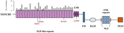 Association between NOTCH3 gene and Parkinson’s disease based on whole-exome sequencing